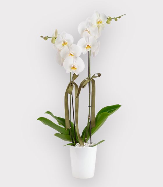 Çift Dal Beyaz Orkide