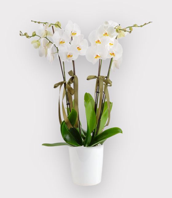 Dört Dallı Beyaz Orkide